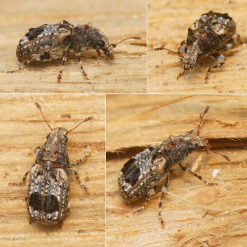 Pseudeuparius sepicola